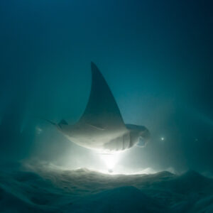 Reef manta ray at night rolling with wing upright over lights, Fesdu Wreck, Maldives