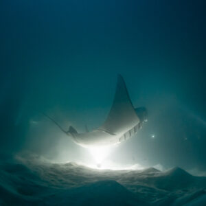 Reef manta ray at night feeding upright just above the sand, Fesdu Wreck, Maldives