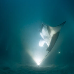 Reef manta ray at night looping with its belly lit, Fesdu Wreck, Maldives