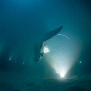 Reef manta ray at night in mid-loop between light beams, Fesdu Wreck, Maldives