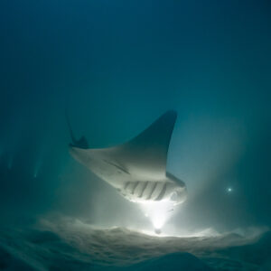 Reef manta ray at night tilting over the lights, gills lit, Fesdu Wreck, Maldives