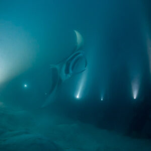 Reef manta ray at night diving steeply among the light beams, Fesdu Wreck, Maldives