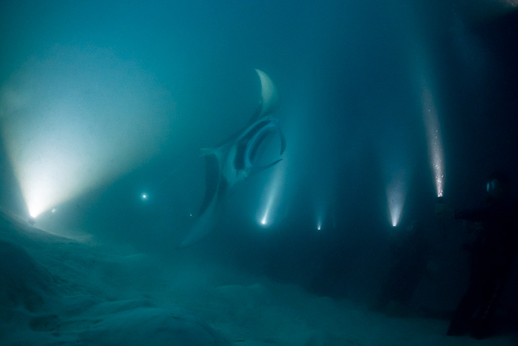 Raie manta de récif de nuit piquant parmi les faisceaux lumineux, épave de Fesdu, Maldives