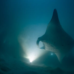 Reef manta ray at night descending towards the camera, Fesdu Wreck, Maldives