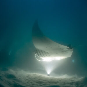 Reef manta ray at night tilted on its side, belly glowing, Fesdu Wreck, Maldives