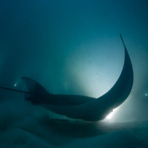 Reef manta ray at night carving a tight curve, long tail trailing, Fesdu Wreck, Maldives