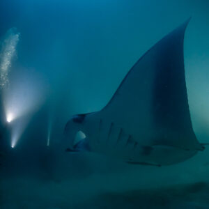 Reef manta ray at night with wing raised beside two divers, Fesdu Wreck, Maldives