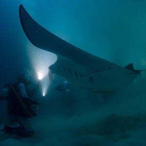 Reef manta ray at night skimming past kneeling divers, Fesdu Wreck, Maldives