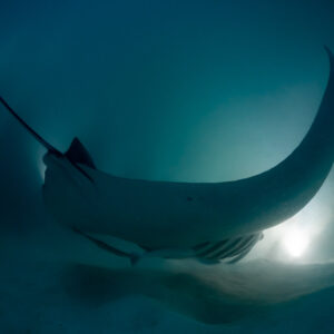 Reef manta ray at night turning away, rear three-quarter view, Fesdu Wreck, Maldives