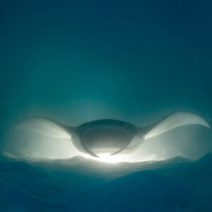 Reef manta ray at night head-on, wings spread over lit sand, Fesdu Wreck, Maldives