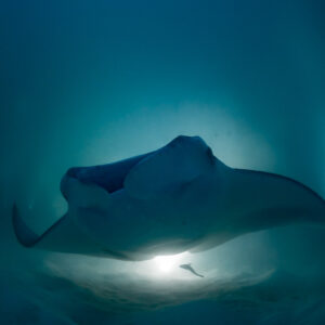 Reef manta ray at night approaching low with a remora beneath, Fesdu Wreck, Maldives