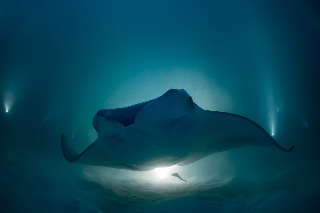 Raie manta de récif de nuit arrivant au ras du fond avec un rémora, épave de Fesdu, Maldives