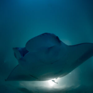 Reef manta ray at night close head-on, mouth wide, Fesdu Wreck, Maldives