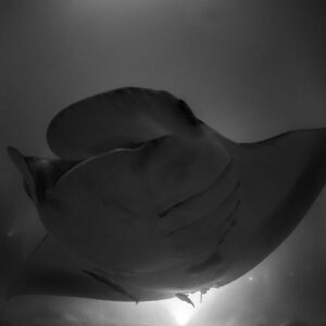 Black and white reef manta ray at night overhead, Fesdu Wreck, Maldives