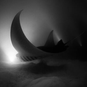 Black and white reef manta ray at night banking over the lights, Fesdu Wreck, Maldives