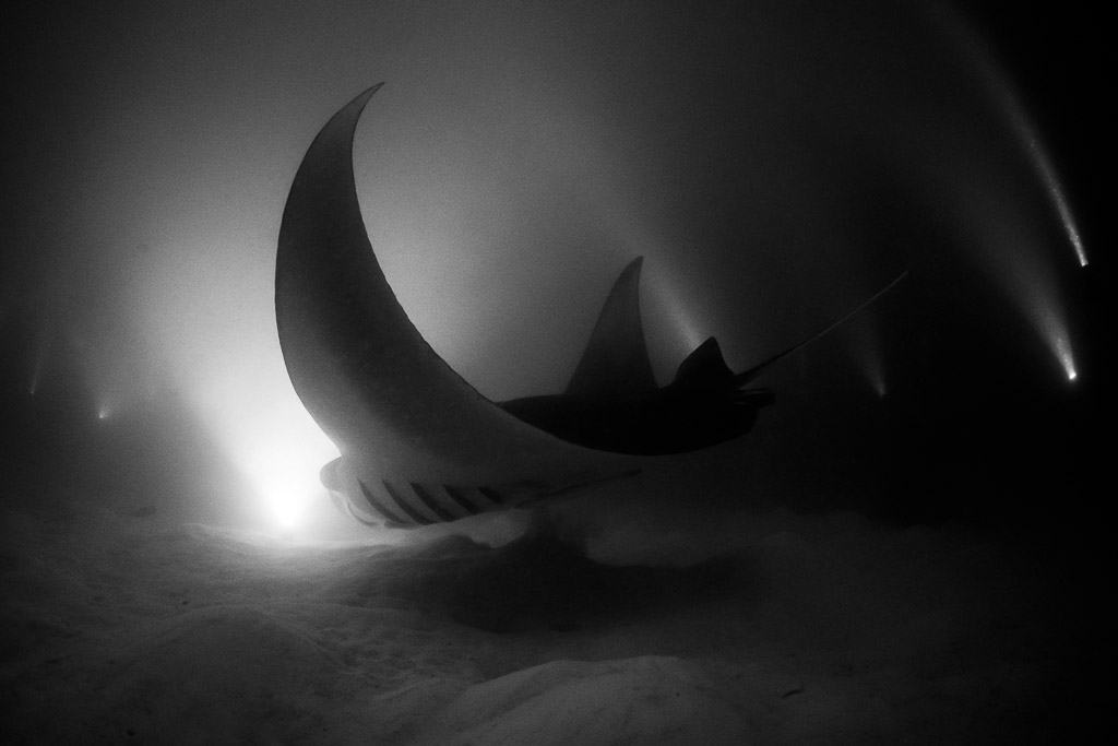Raie manta de récif de nuit virant au-dessus des phares en noir et blanc, épave de Fesdu, Maldives