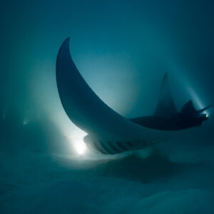 Reef manta ray at night banking hard, wing curved overhead, Fesdu Wreck, Maldives