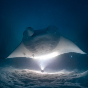 Reef manta ray at night head-on, belly lit above rippled sand, Fesdu Wreck, Maldives