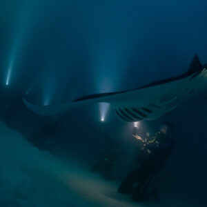 Reef manta ray at night gliding above a diver with a torch, Fesdu Wreck, Maldives