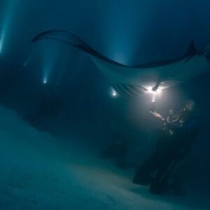 Reef manta ray at night overhead as a diver films below, Fesdu Wreck, Maldives
