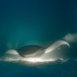 Two reef manta rays at night feeding over the lit sand, Fesdu Wreck, Maldives