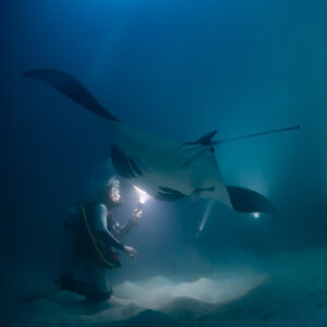 Reef manta ray at night above a kneeling diver, vertical frame, Fesdu Wreck, Maldives