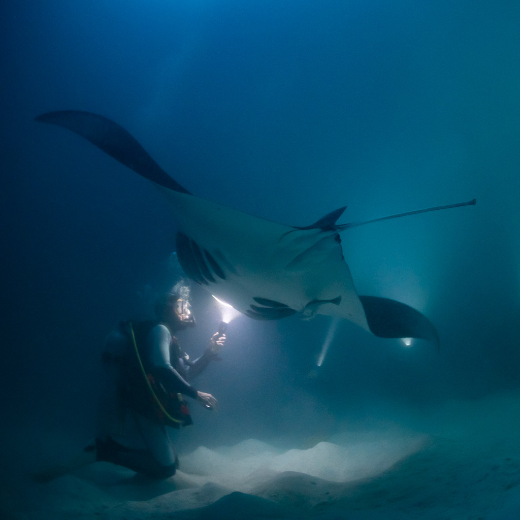 Raie manta de récif de nuit au-dessus d’un plongeur à genoux, cadrage vertical, épave de Fesdu, Maldives