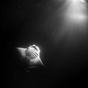 Black and white reef manta ray at night in a shaft of light, Fesdu Wreck, Maldives