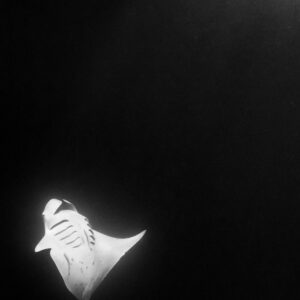 Black and white small reef manta ray at night, vertical frame, Fesdu Wreck, Maldives