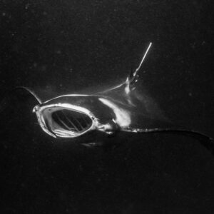 Black and white reef manta ray at night feeding with mouth wide open, Fesdu Wreck, Maldives