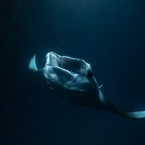 Reef manta ray at night feeding near the surface, dark background, Fesdu Wreck, Maldives