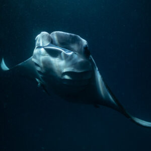 Reef manta ray at night swimming upward with cephalic fins open, Fesdu Wreck, Maldives
