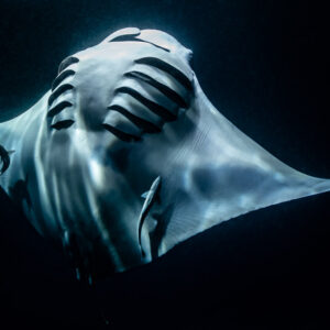 Reef manta ray at night belly view showing gill slits and remoras, Fesdu Wreck, Maldives