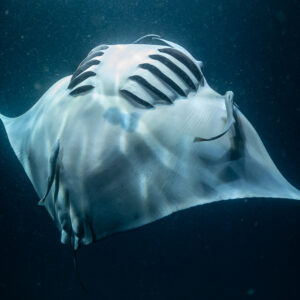 Reef manta ray at night belly close-up with dappled light, Fesdu Wreck, Maldives