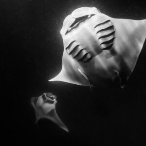 Black and white two reef manta rays at night, belly view, Fesdu Wreck, Maldives