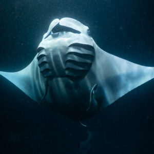 Reef manta ray at night symmetrical belly view on dark blue, Fesdu Wreck, Maldives