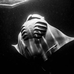 Black and white reef manta ray at night below the surface, Fesdu Wreck, Maldives