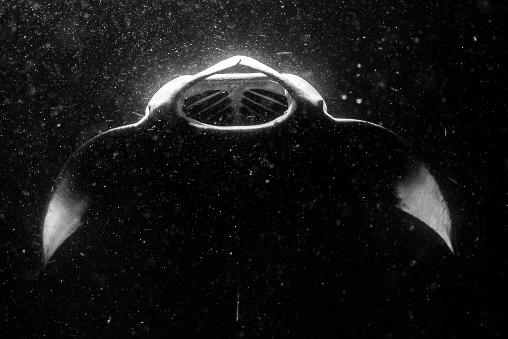 Raie manta de récif de nuit, bouche béante vue de face en noir et blanc, épave de Fesdu, Maldives