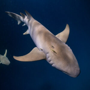 Tawny nurse sharks at night with pilot fish riding along, Fesdu Wreck, Maldives
