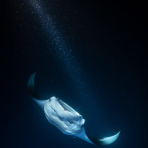 Reef manta ray at night in a beam of light, vertical frame, Fesdu Wreck, Maldives