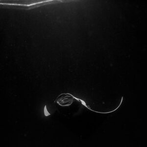 Black and white reef manta ray at night feeding below the surface, Fesdu Wreck, Maldives