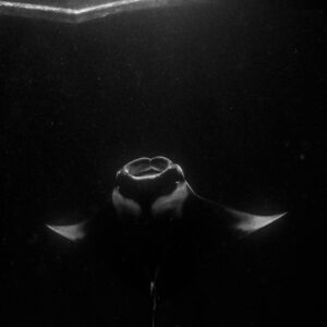 Black and white reef manta ray at night head-on, vertical frame, Fesdu Wreck, Maldives