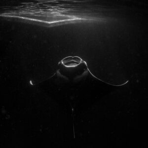 Black and white reef manta ray at night head-on under surface ripples, Fesdu Wreck, Maldives