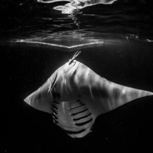 Black and white reef manta ray at night just under the surface, Fesdu Wreck, Maldives