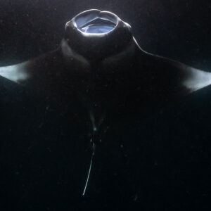 Reef manta ray at night head-on close, mouth open on black, Fesdu Wreck, Maldives
