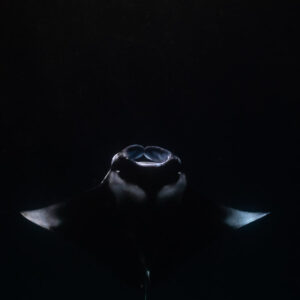 Reef manta ray at night head-on on black, vertical frame, Fesdu Wreck, Maldives