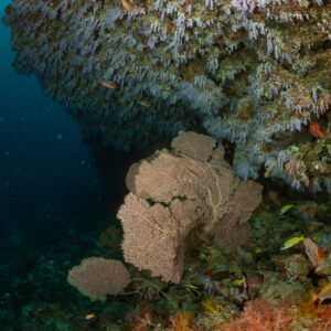 Sea fan and soft corals beneath a reef overhang, vertical, Maalhoss Thila, Maldives