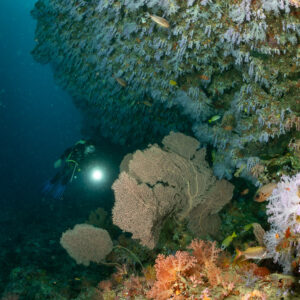 Woman diver with torch behind a sea fan and soft corals, Maalhoss Thila, Maldives