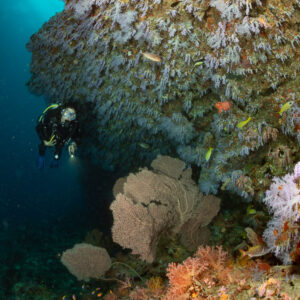 Woman diver under an overhang with soft corals and sea fans, Maalhoss Thila, Maldives