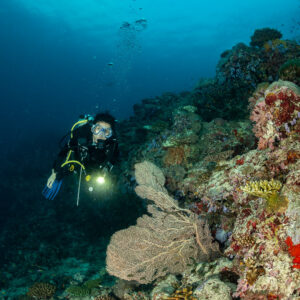 Woman diver exploring a reef slope with a large sea fan, Maalhoss Thila, Maldives